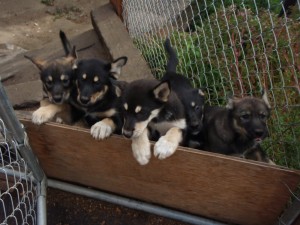 Sled dog puppy TV