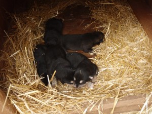 Sled dog puppies