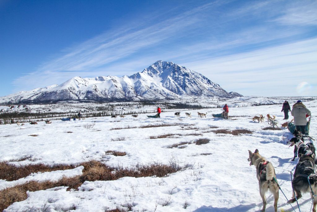 Dogsled expedition near Denali